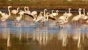 Çeşme Belediyesi'nden fotoğraf yarışması