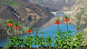 Cezası el yakıyor, görüntüsü kartpostalı andırıyor