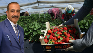 Çilek ihracatında yüzde 333'lük rekor artış