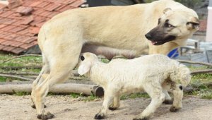 Çoban köpeği, kuzuya süt annelik yapıyor