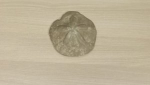 Deniz yıldızı fosili ele geçirildi