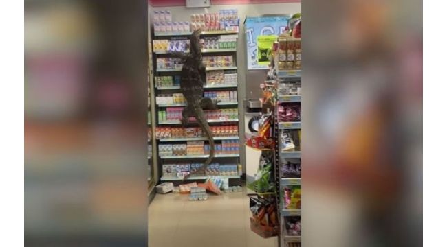 Dev kertenkele markete girdi