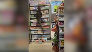 Dev kertenkele markete girdi