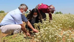 Dünyanın kekik bahçesi Denizli