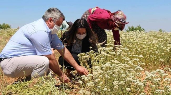 Dünyanın kekik bahçesi Denizli