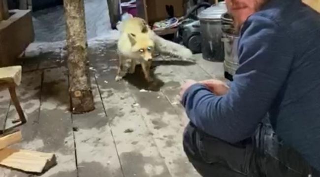 Elle beslenen tilki sosyal medyayı sallıyor