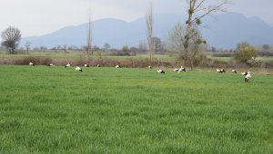 Göç yolundaki leylekler Sındırgı'da mola verdi