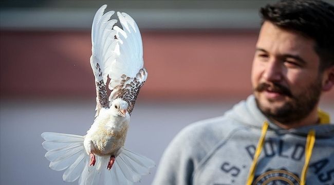 Güvercin 'Zibidi' kanat çırpmaya başladı