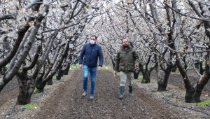 İlk kiraz don yüzünden gecikti
