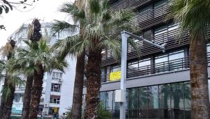 İzmir'in palmiyeleri kuruyor