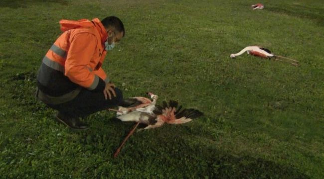 İzmir'de flamingoların ölüm sebebi belli oldu