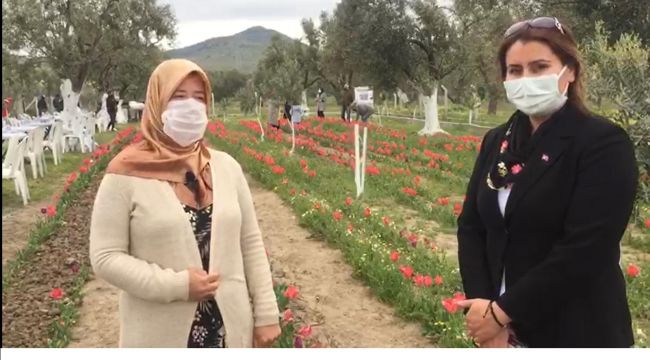İzmir'de iki kadın girişimci, lalelerin hasadını yaptı