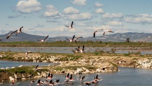 İzmir'de Kuş Göçü İzleme Programı başladı