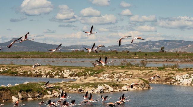 İzmir'de Kuş Göçü İzleme Programı başladı