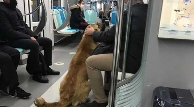 İzmir'i toplu ulaşımla gezen köpek: Sam