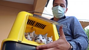 Kahraman kedi, yavrularını korumak için canını verdi