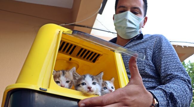 Kahraman kedi, yavrularını korumak için canını verdi