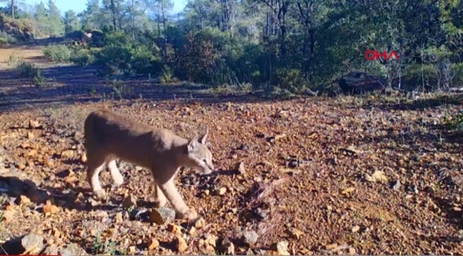 Karakulak fotokapan tarafından görüntülendi