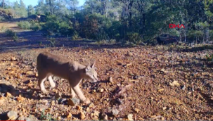 Karakulak fotokapan tarafından görüntülendi