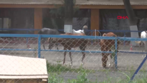 Kayıp atlarla ilgili yeni gelişme! 