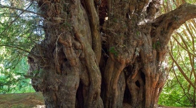 Ülkesinde bir dal kırmak suç ama Türkiye'de 115 yıllık ağacı katletmek istiyor
