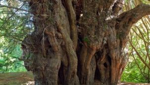 Ülkesinde bir dal kırmak suç ama Türkiye'de 115 yıllık ağacı katletmek istiyor