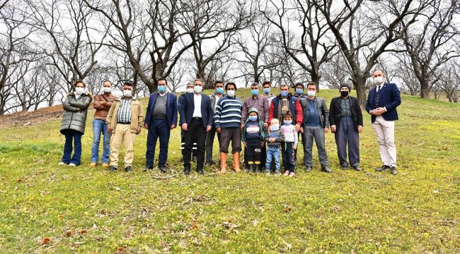 Kestane ağaçları iyileşiyor