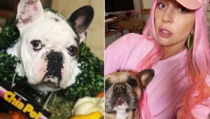 Köpeklerinin çalınmasıyla ilgili 5 kişi gözaltında