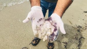 Kuşadası'nda ölü denizanaları sahile vurdu