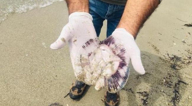 Kuşadası'nda ölü denizanaları sahile vurdu