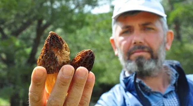 'Kuzugöbeği' mantarı: Kilosu 200 lira