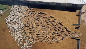 Kuzuların 'süt koşusu' renkli görüntülere sahne oldu