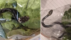 Marulun içinden zehirli yılan çıktı