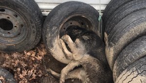 Merakı yüzünden canından oluyordu