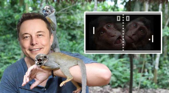 Beyin çipi takılan maymun bakın neler yaptı