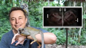 Beyin çipi takılan maymun bakın neler yaptı