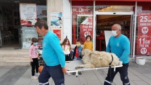 Çeşme'de pittbull parçaladı