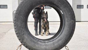 Sahne polis köpeklerinin