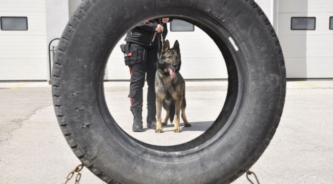 Sahne polis köpeklerinin