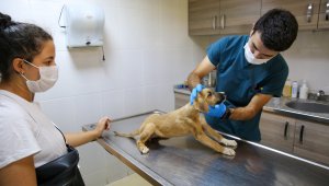 Sokak hayvanları Buca'da yalnız değil