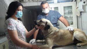 Sokak köpeğini bıçakladılar, öldüremeyince ateş açtılar