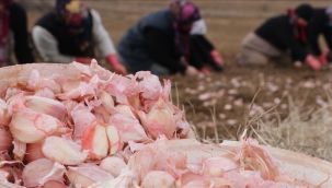 Türkiye'nin AB'de tescilli coğrafi işareti 7'ye çıktı
