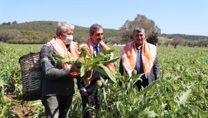 Urla'nın "sakız enginarları" bu yıl online festivalde