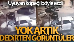 Uyuyan köpeği ezdiği anlar güvenlik kamerasına yansıdı