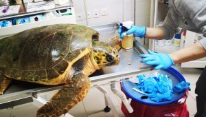 Vicdansızlar! Kaplumbağayı silahla yaraladı