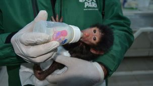 Yavru babun ve sırtlanı biberonla besliyorlar