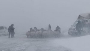 Yaylada tipiye yakalanan 20 koyun donarak telef oldu