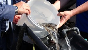 22 bin yavru balık Çanakkale Boğazı'na bırakıldı