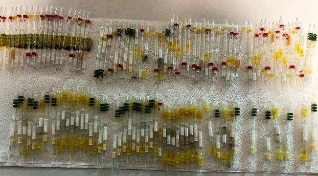 3 milyon liralık arı ve kobra yılanı zehri ele geçirildi