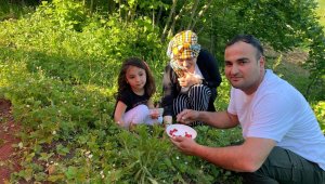 4 saatte bir kilo toplanabilen çileğin kilosu 200 TL